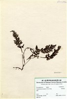 藏品(華東瓶蕨)的圖片